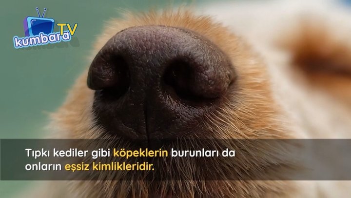 thumbnail İzlerin Eşsizliği
