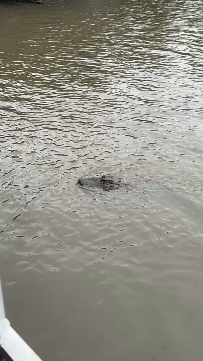 Airboat Adventures - Alligator! - Boat Tours Near Me - Lafitte, Louisiana