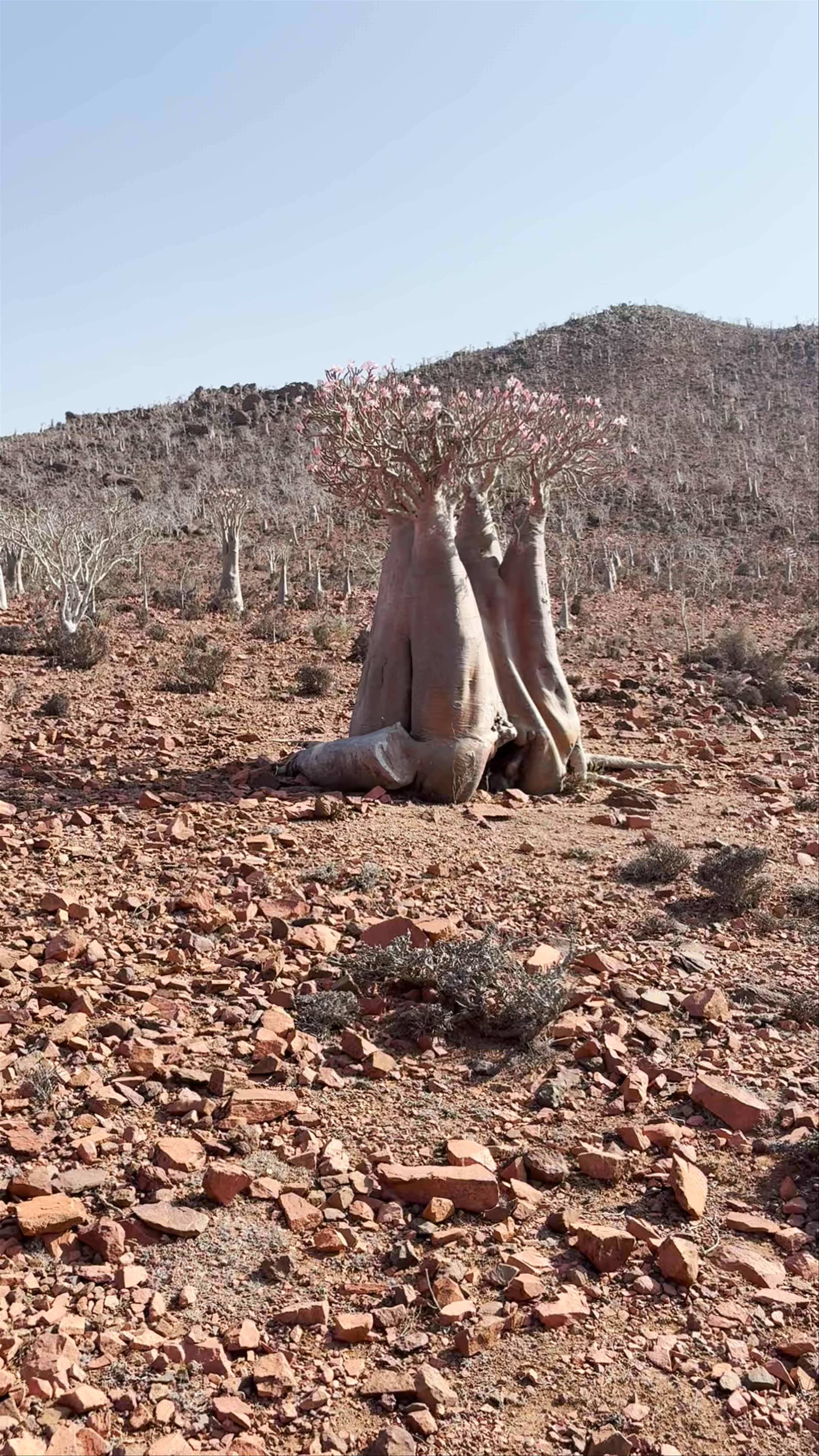 منطقة كداح، Mori