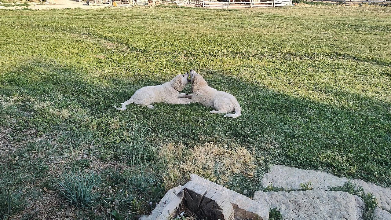 Cordwood - Puppies - New American Near Me - Mount Carmel, Utah