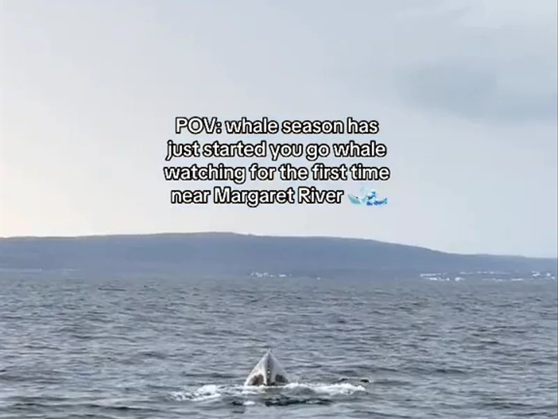 Whale Watching