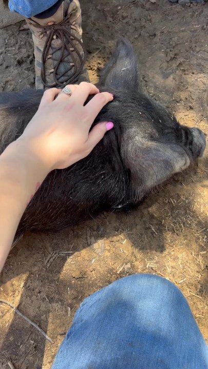 Halbert Farm KuneKune Pigs - Friends you can pet - Ranches Near Me - Burleson, Texas