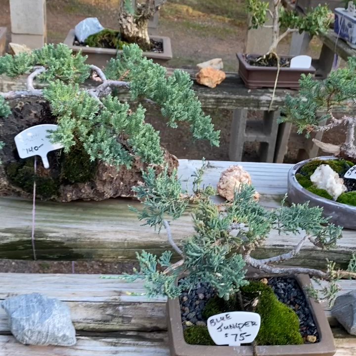Al’s Bonsai Workshop - Beautiful green - Nurseries & Gardening Near Me - Jamestown, California