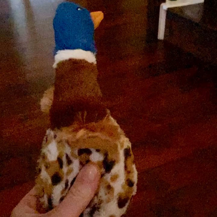 Healthy Pet - Mr. Sniffles loves his new toy from Healthy Pet! - Pet Stores Near Me - Bee Cave, Texas