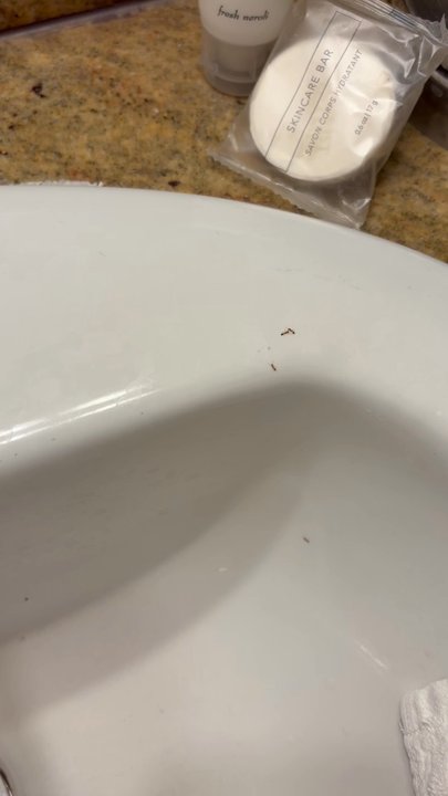 Golden Nugget Laughlin - The sink has ants - Hotels Near Me - Laughlin, Nevada