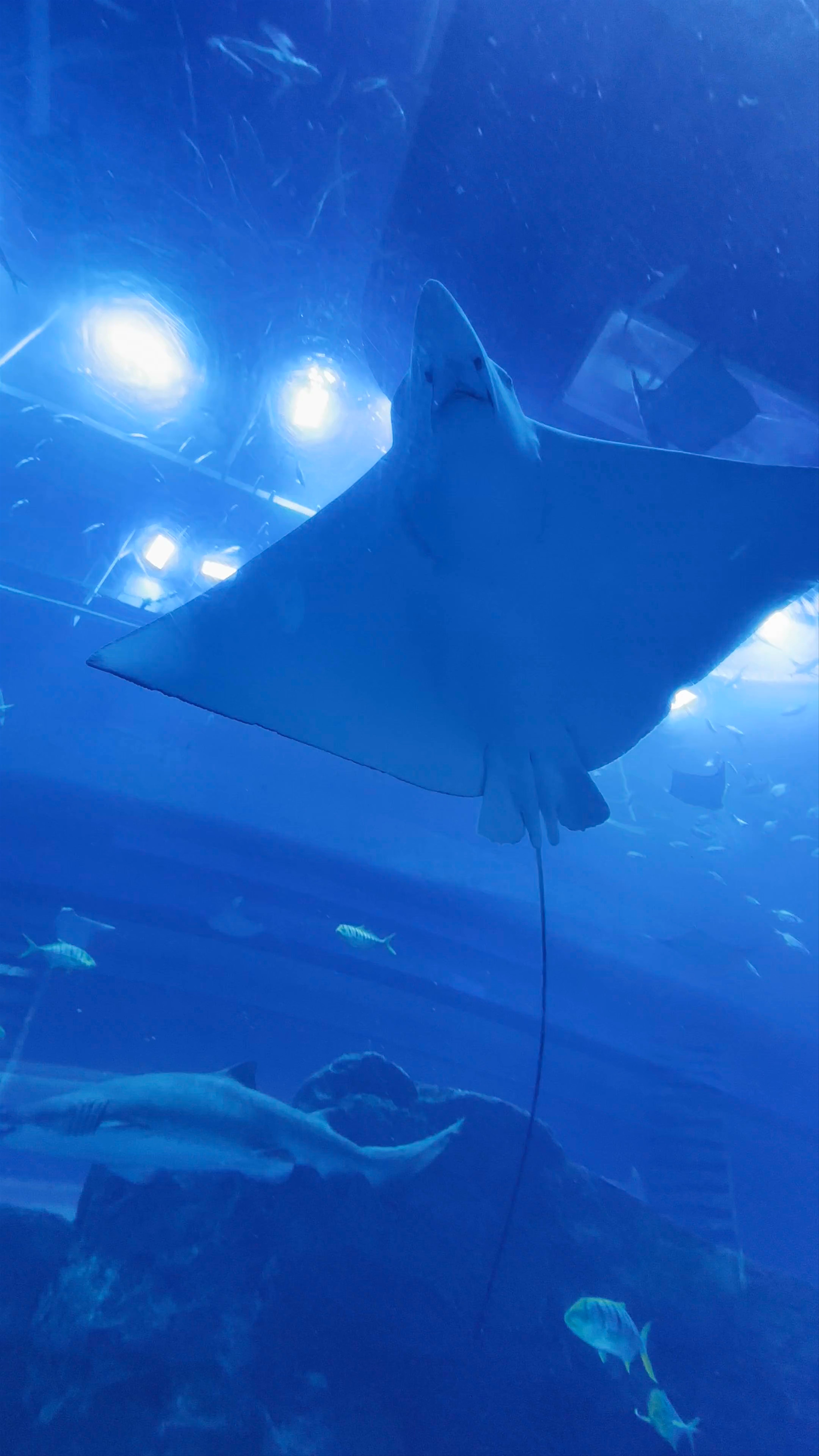 Dubai Aquarium & Underwater Zoo: Immersive Marine Adventure in Dubai