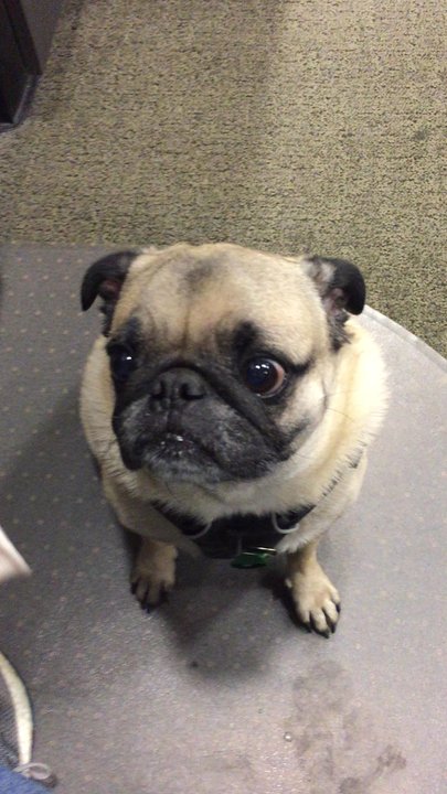 Pressed Juicery - Pugsly loves his veggie freezes from Pressed Juicery - Ice Cream & Frozen Yogurt Near Me - Seattle, Washington