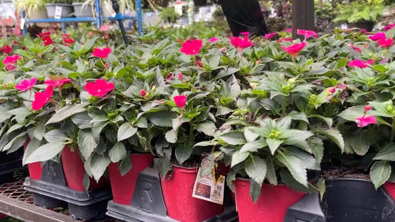 Lowe's Home Improvement - Flowers in the garden center - Hardware Stores Near Me - Sarasota, Florida