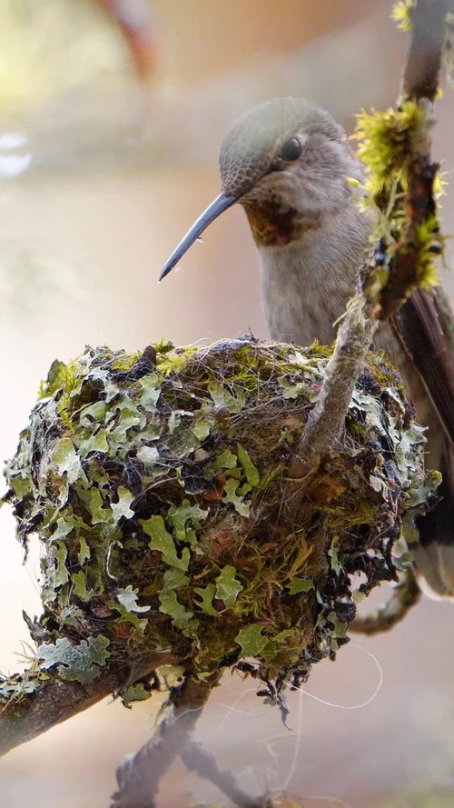 Bird Nesting Season Starts In February And March