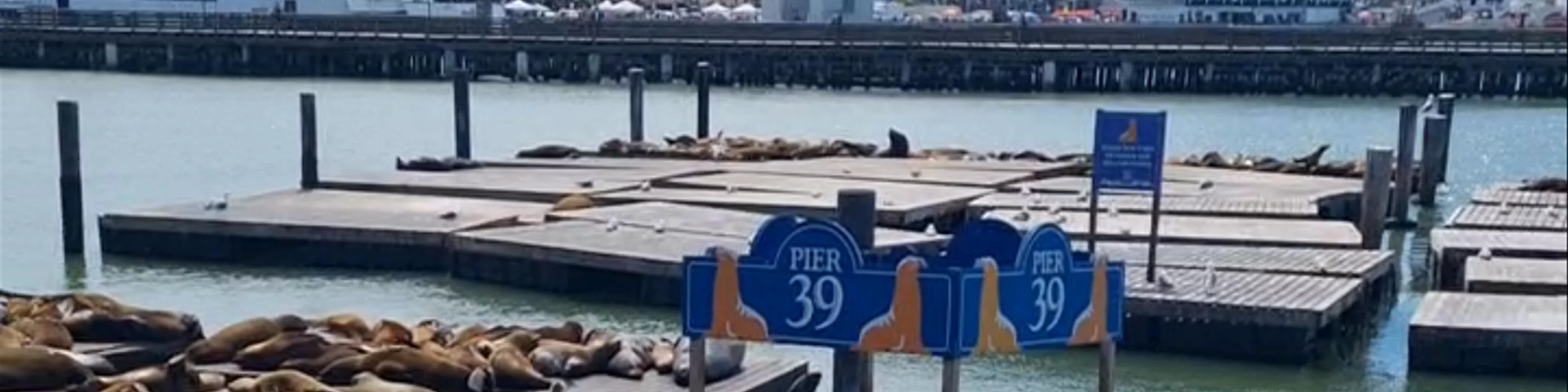 Sea Lion Viewing Area