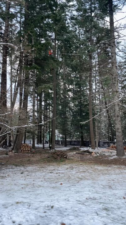 Blake's Tree Service - Tree Services Near Me - Post Falls, Idaho