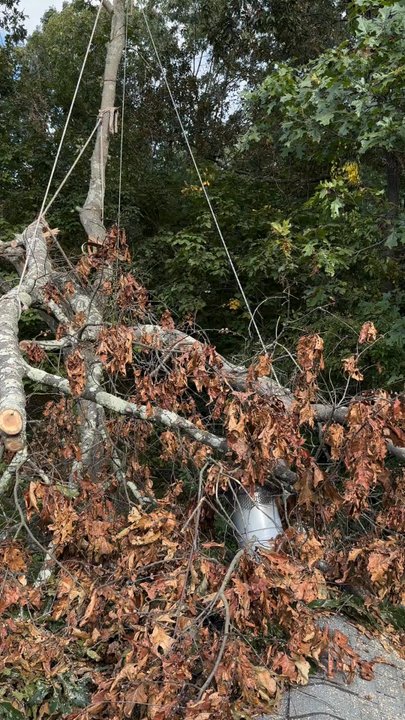 J Tree Services - Tree Services Near Me