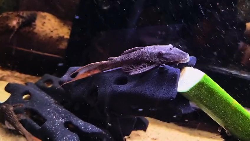 Pleco
