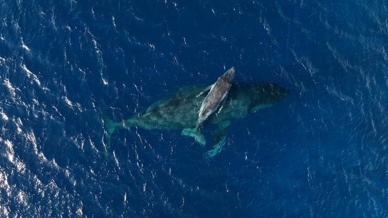 Humpback Whales by Drone poster