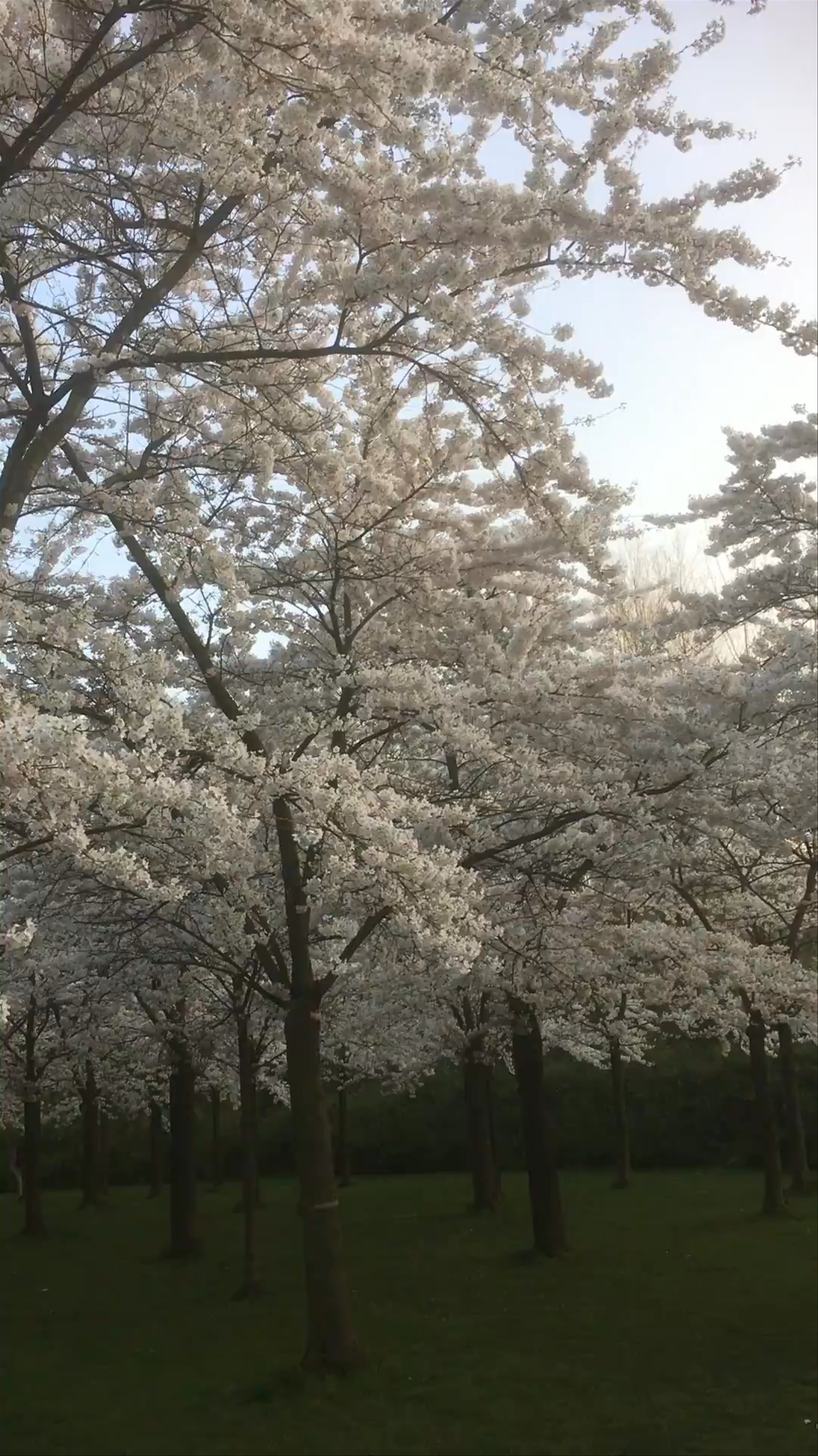 Bloesempark