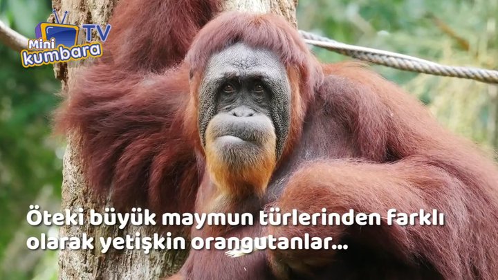 thumbnail Orangutan