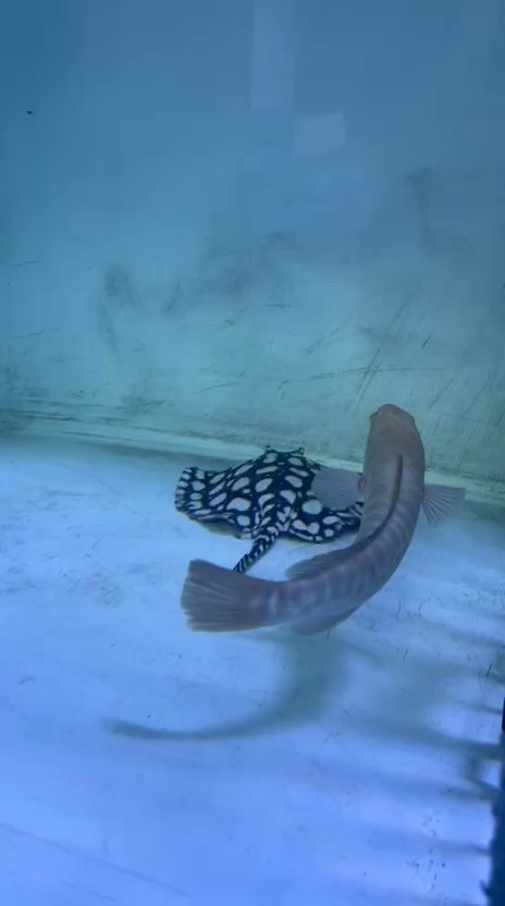 Giant snakehead