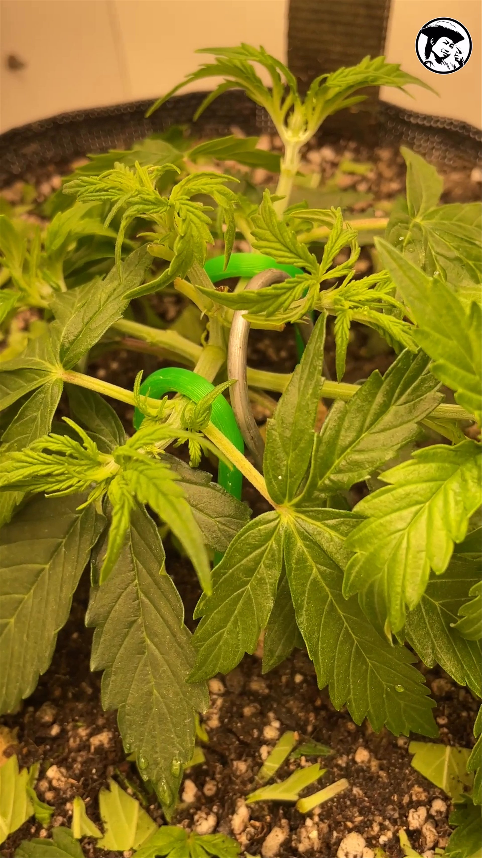 Jack herer auto tour