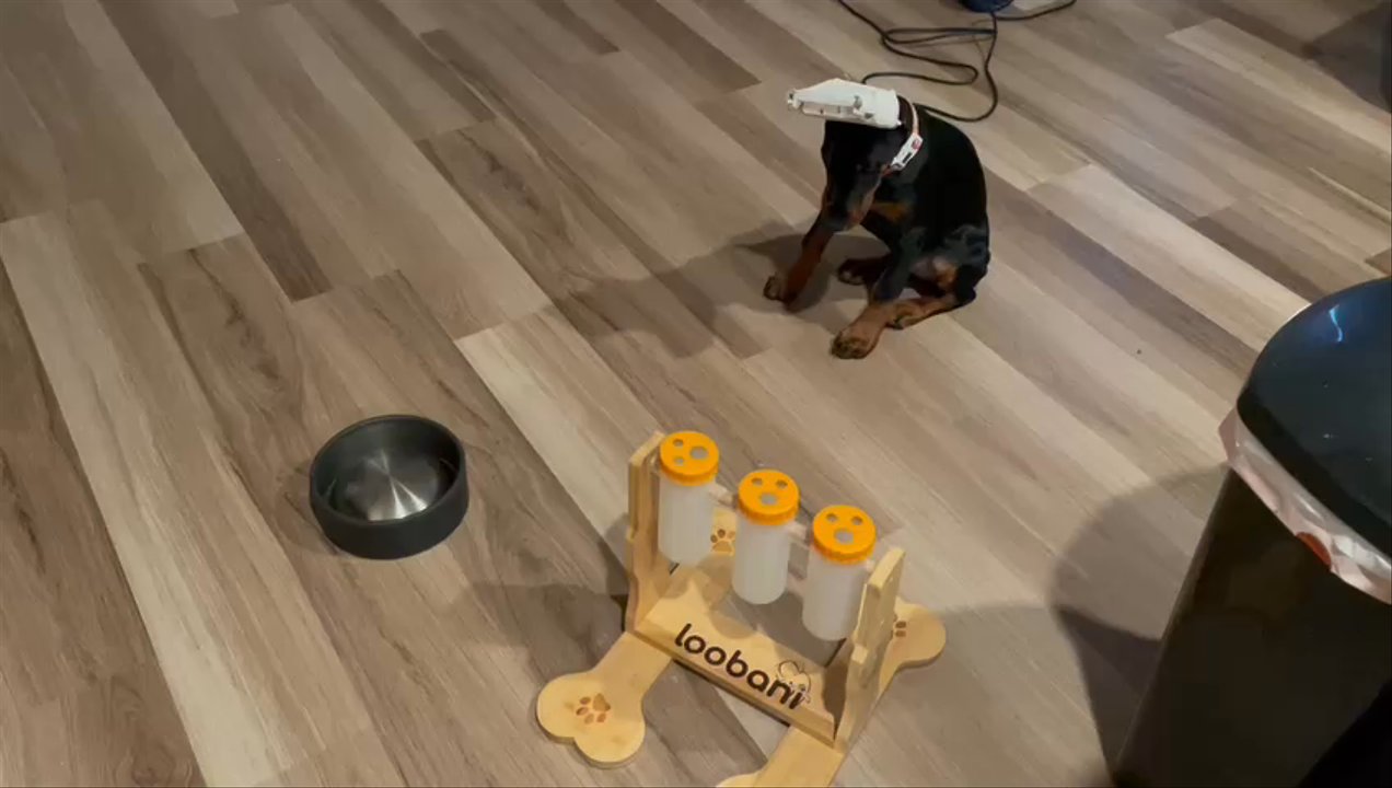 Battle Born Dobermans - Appetite - Pet Breeders Near Me