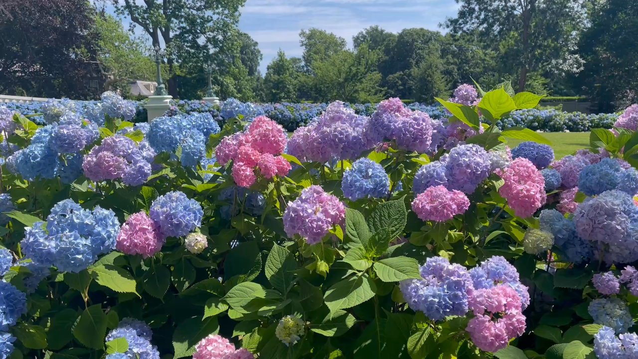 Marble House - Video of hydrangeas at Mable House - Landmarks & Historical Buildings Near Me - Newport, Rhode Island