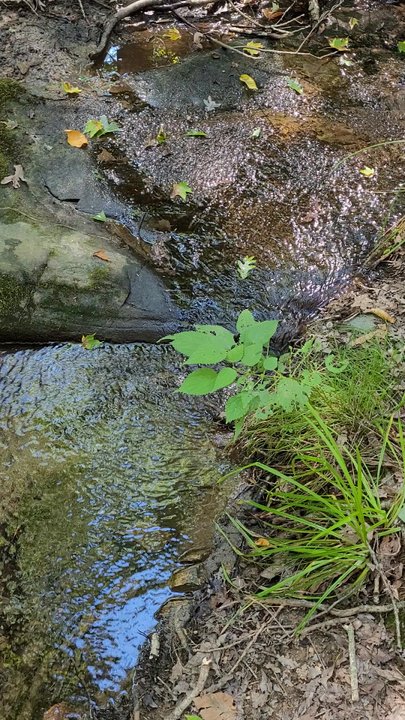 Roaring Brook Nature Center - Serene - Parks Near Me - Canton, Connecticut
