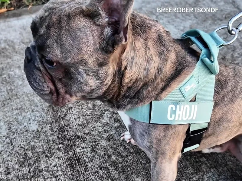 Dog Friendly Co: Dog harness