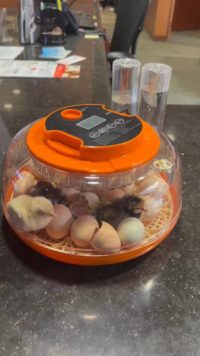 Woodcrest Library - Baby chicks hatching. - Libraries Near Me - Riverside, California