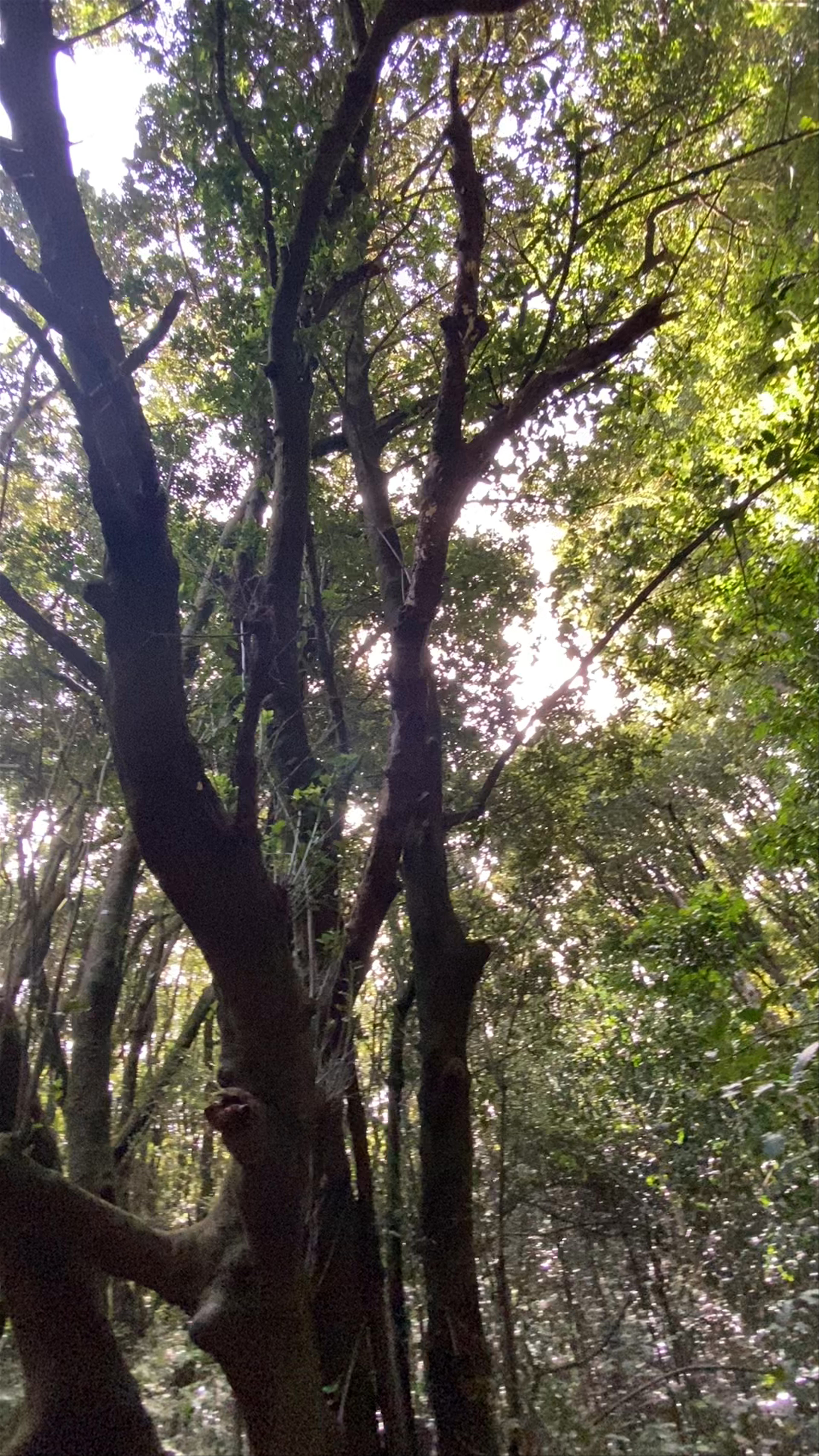 Anaga Rural Park