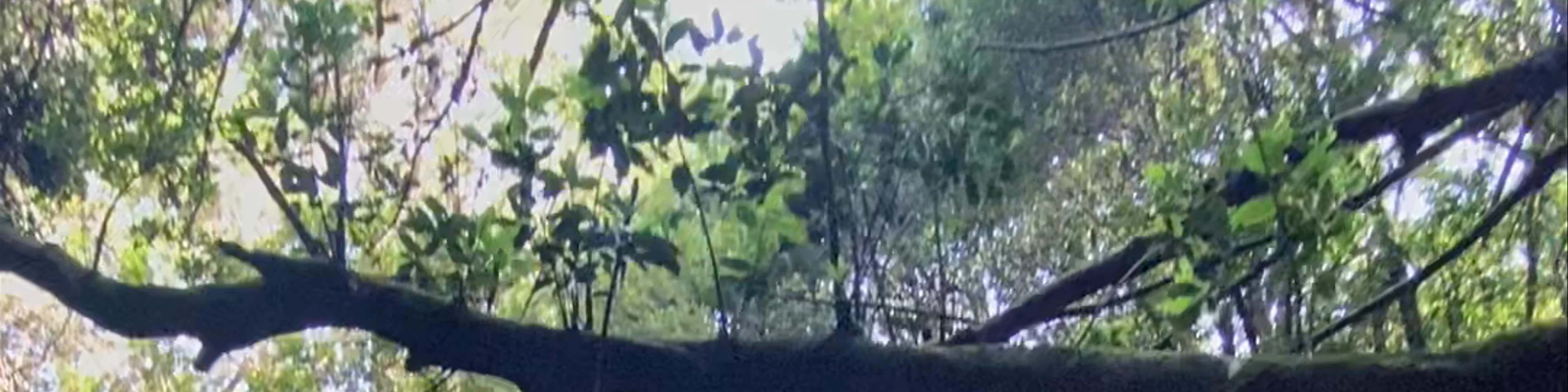Anaga Rural Park