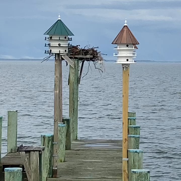 Black Walnut Point Inn - Osprey and swallows/purple martins at back dock - Hotels Near Me - Tilghman, Maryland