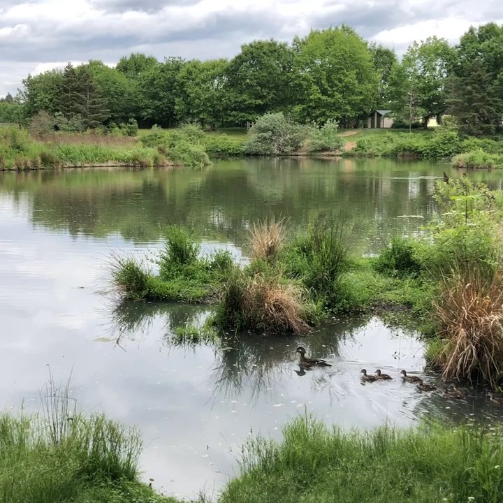 Summerlake Park - We love seeing mamas and babies. - Parks Near Me - Tigard, Oregon