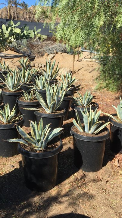 BUENA VISTA NURSERY - Nurseries & Gardening Near Me - Riverside, California