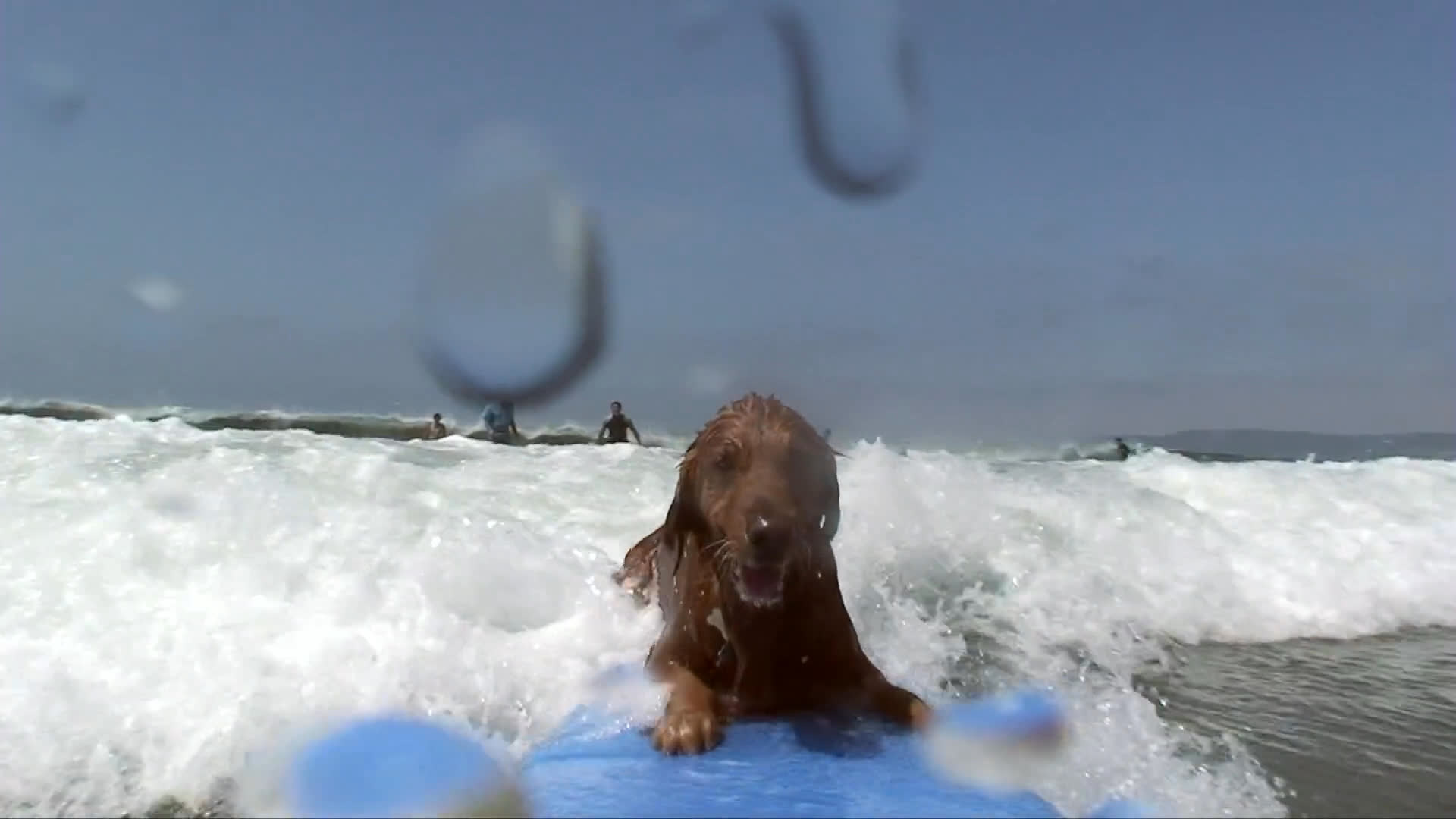 A golden retriever expertly balances on a surfboard as it rides a wave toward the shore. The camera captures the dog's focused expression amidst the breaking surf before the final splash.