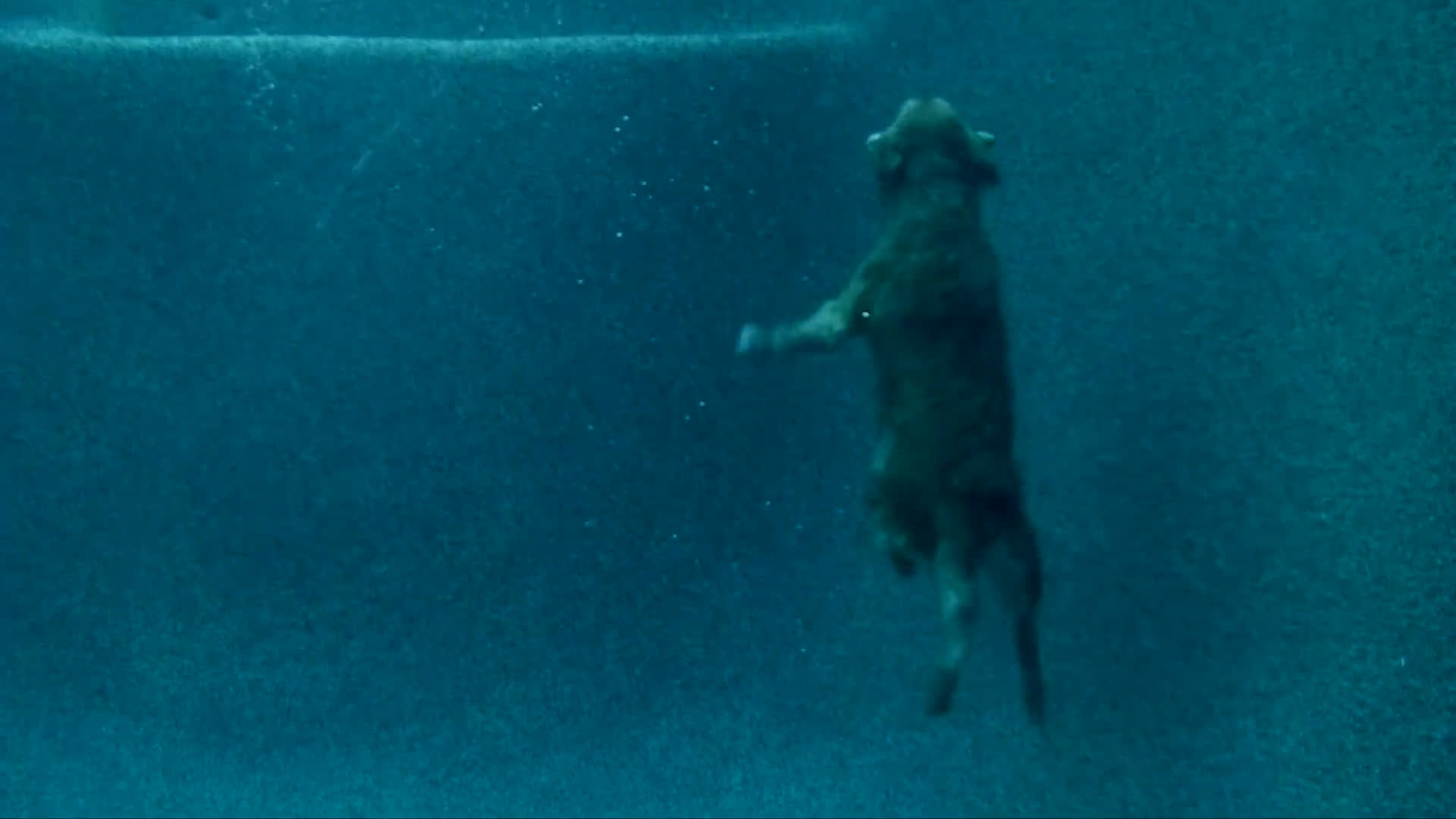 A golden retriever dives into a backyard pool to retrieve a toy before joining its owner for a drive in a vintage convertible.