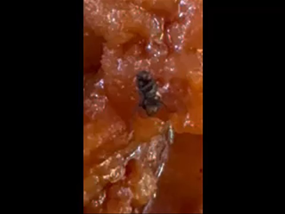 Ichiban Buffet - General Tso Super Fly Chicken - Shanghainese Near Me - Springfield, Missouri