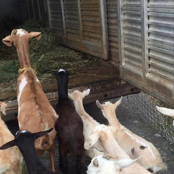 The Goat Lady - At the end of their stay... - Landscaping Near Me