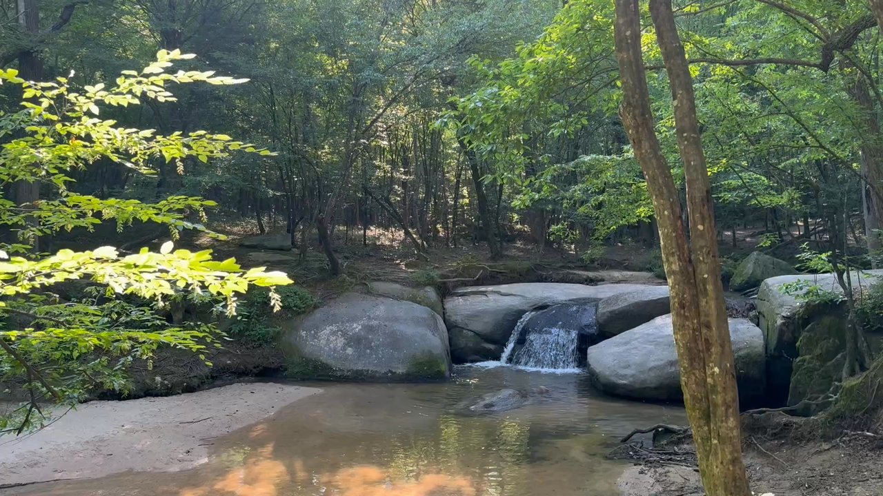Coffee Lodge - Favorite serenity spot with pup and iced coffee in hand - Coffee & Tea Near Me - Rolesville, North Carolina