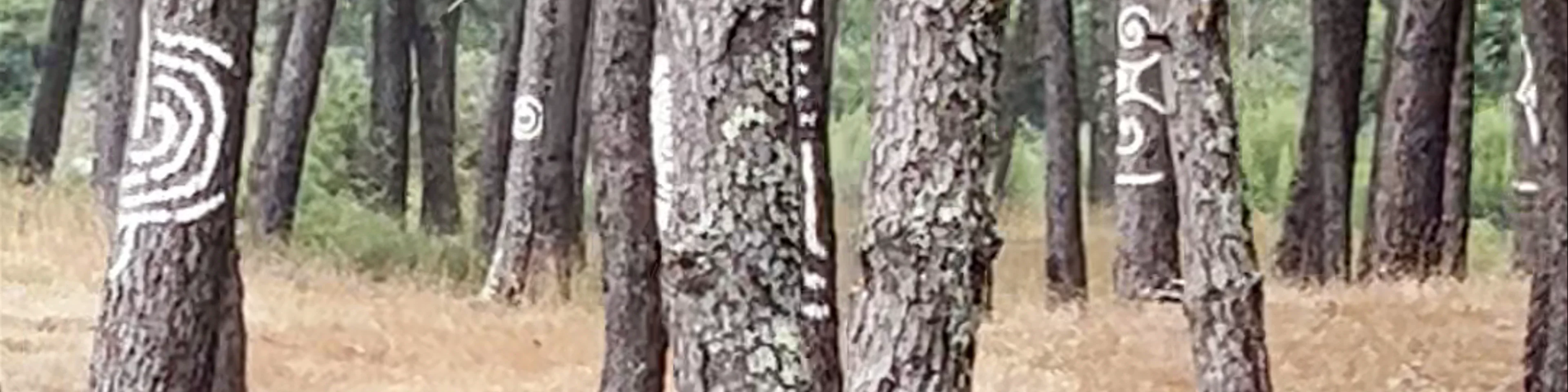 Celtic pine forest