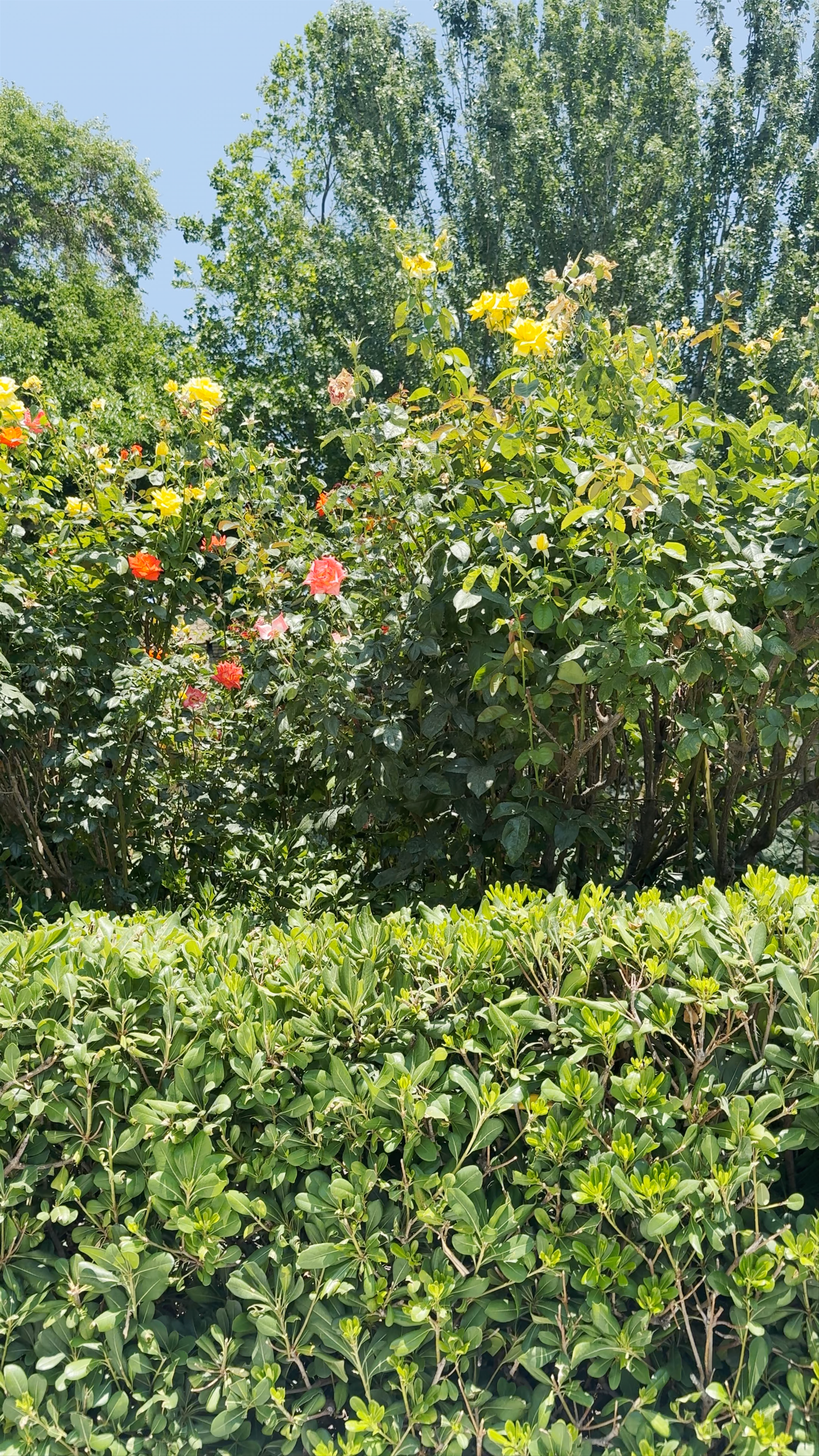 Philharmonic garden panoramic view