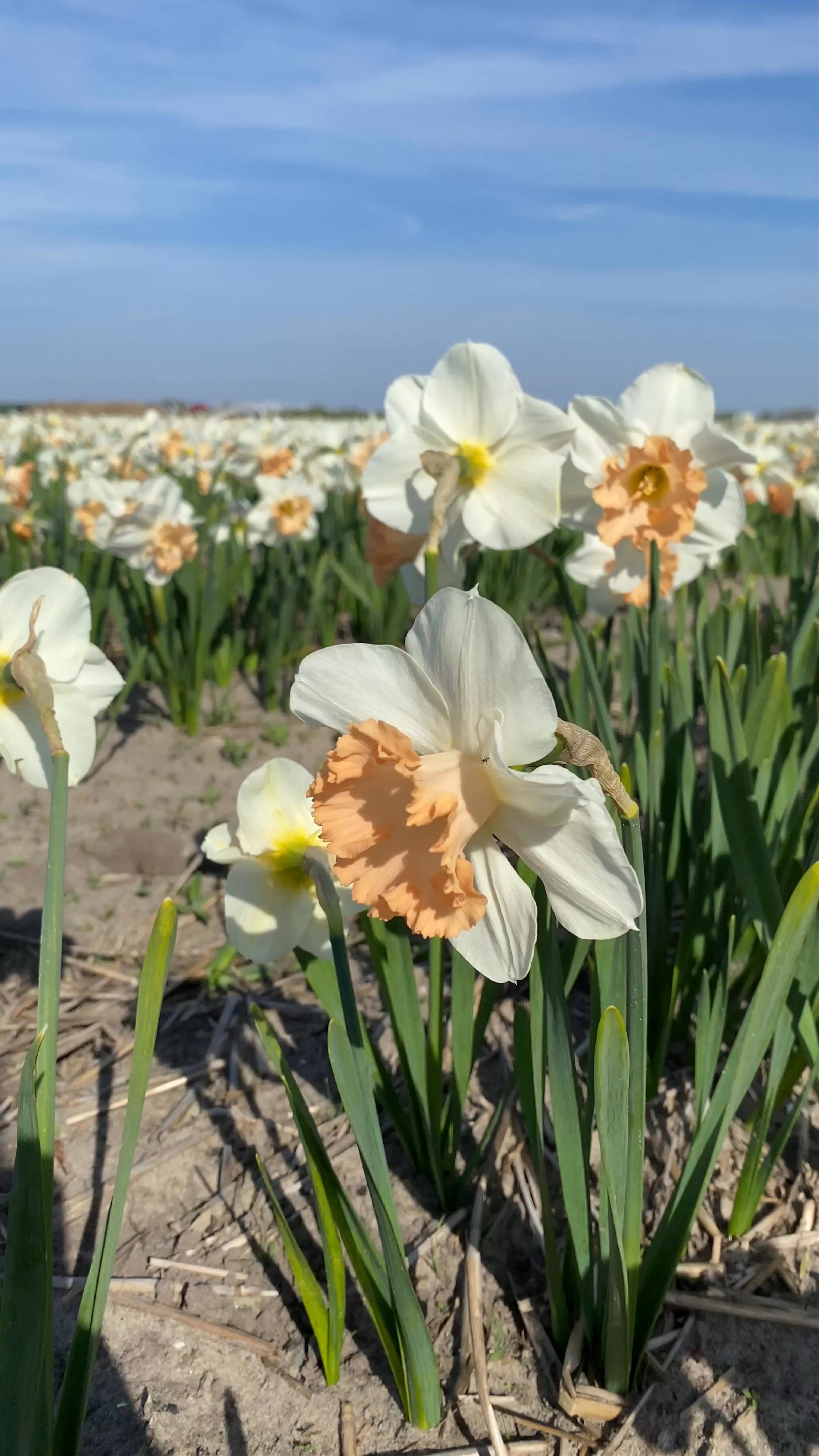Spring Blooms at The Tulip Barn Fields, Hillegom