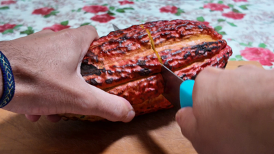 Dégustation d'une fève de cacao