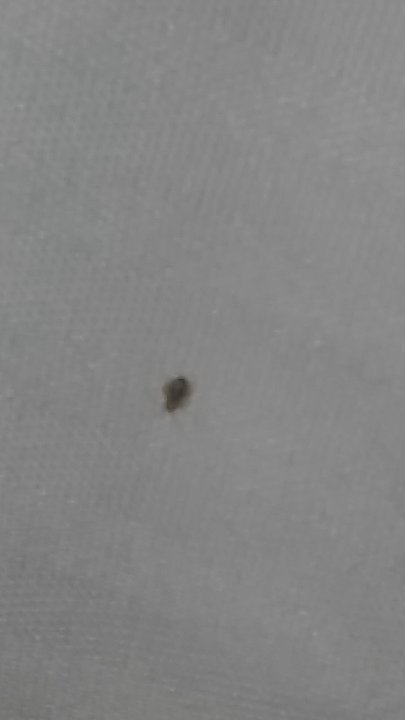 Forest Villas Hotel - Bed bugs - Hotels Near Me - Prescott, Arizona