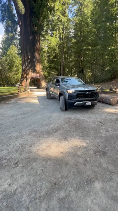 Tour Thru Tree - Good trip - Local Flavor Near Me - Klamath, California