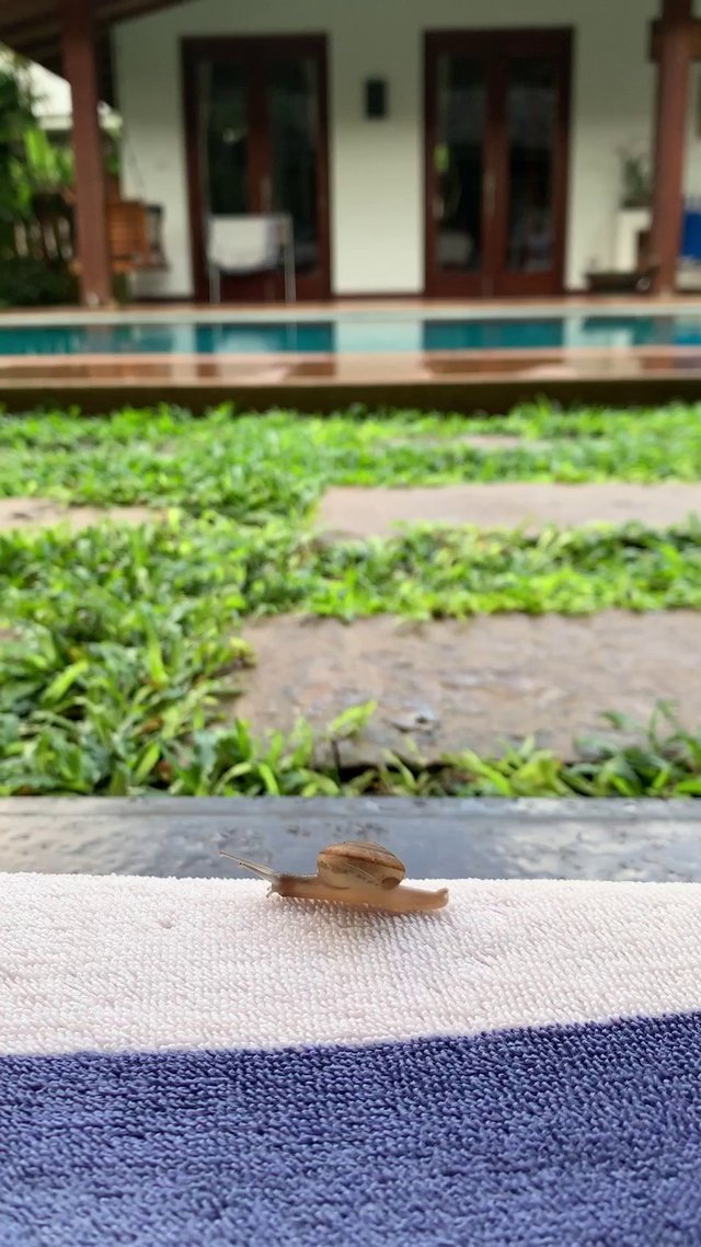 Snail moving on towel