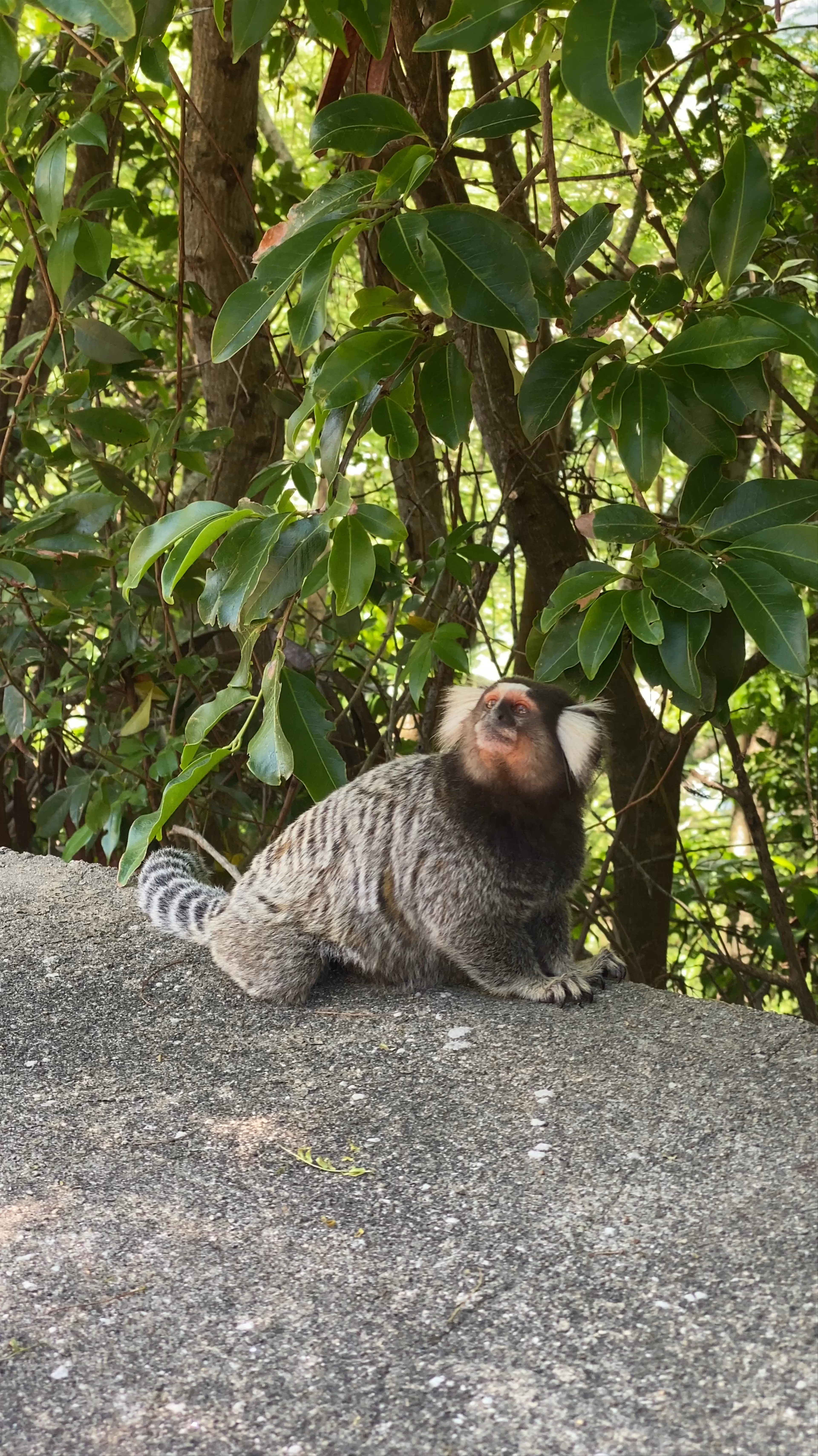 Captivating Encounter with a Marmoset at Forte Duque de Caxias, Rio de Janeiro