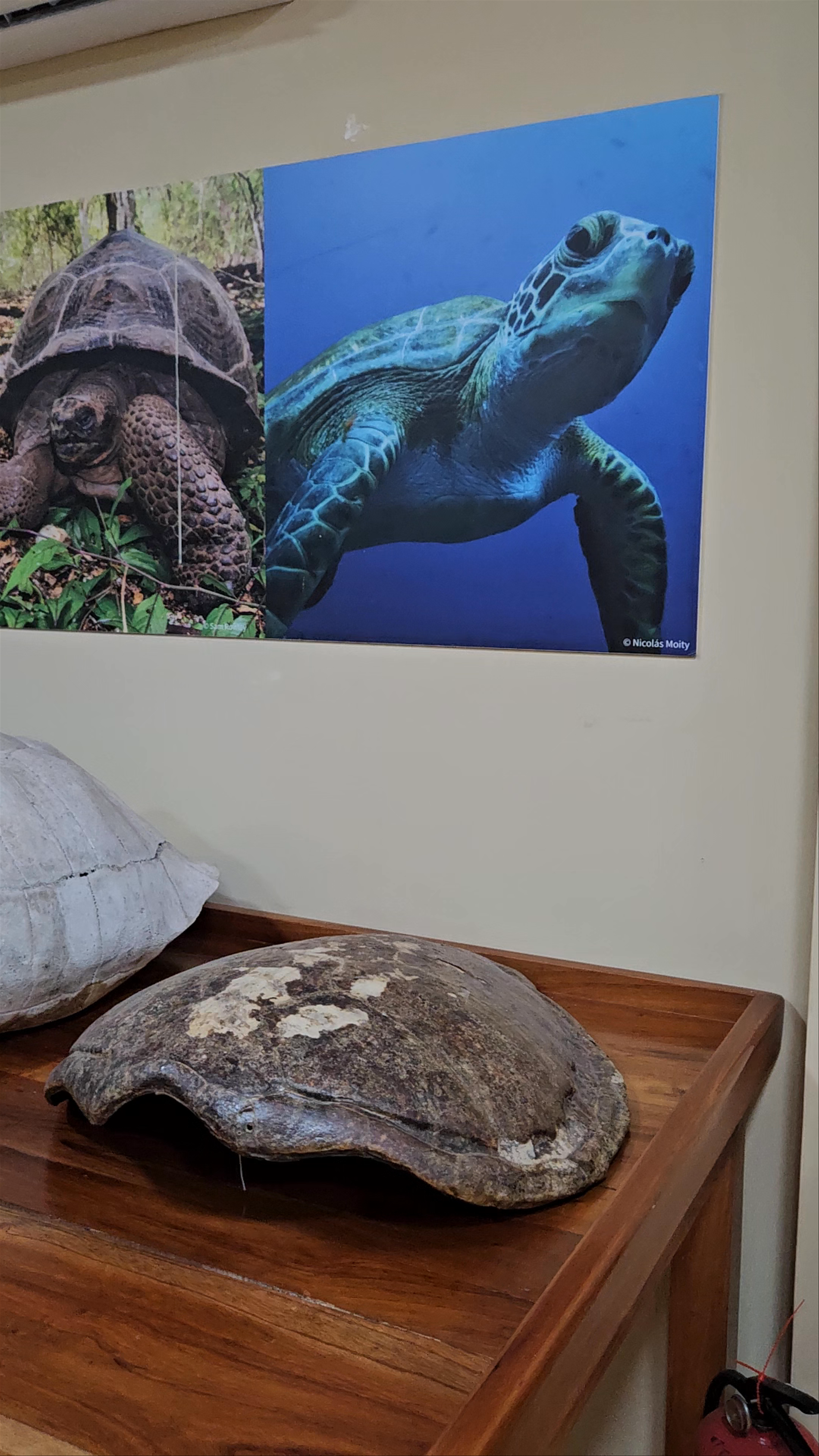 Discover the Legacy of Giant Tortoises at Charles Darwin Research Station