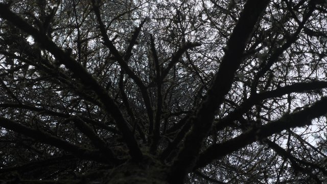 From below a tree