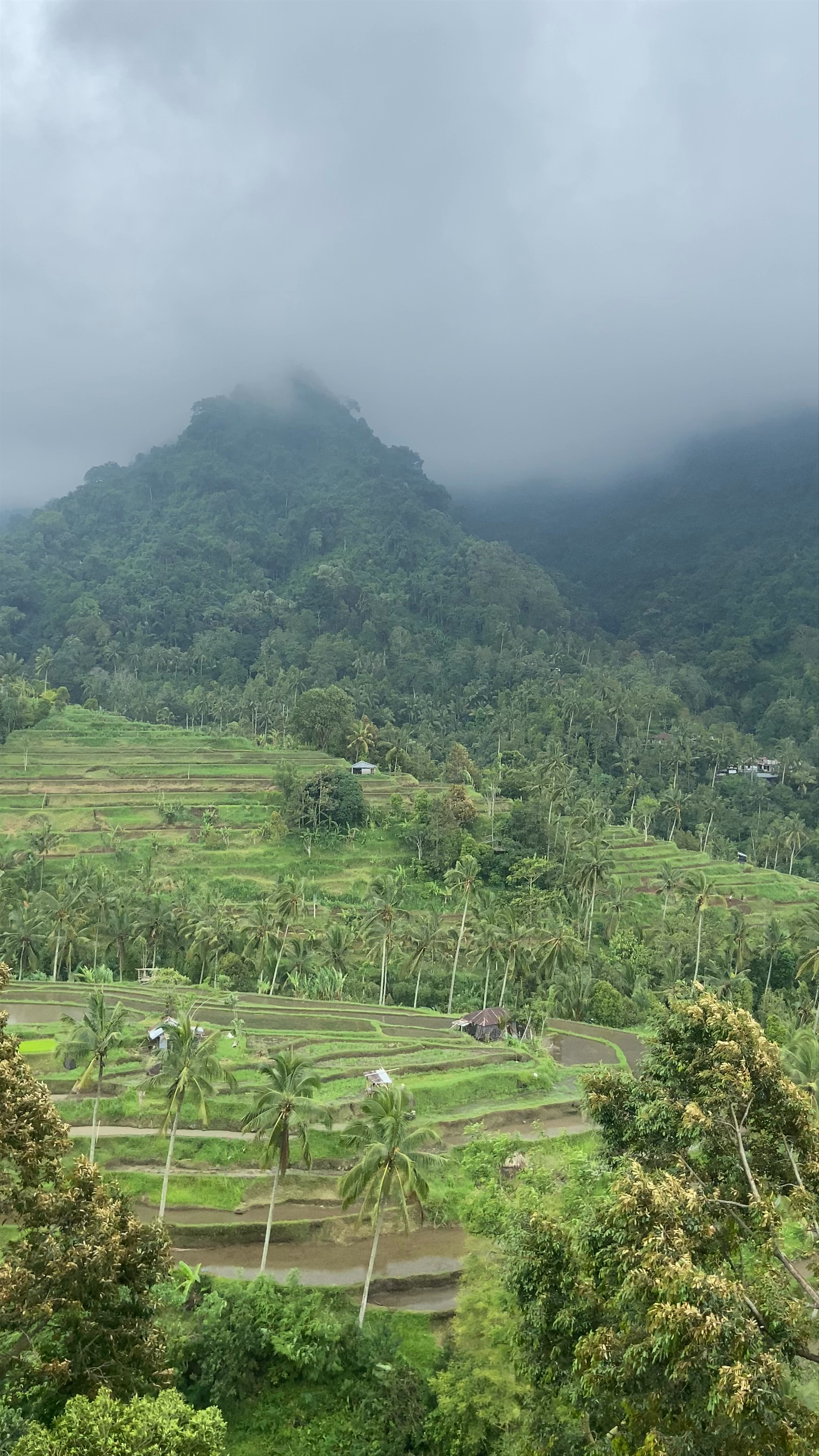 Warung Fiji. Terrace Rice View