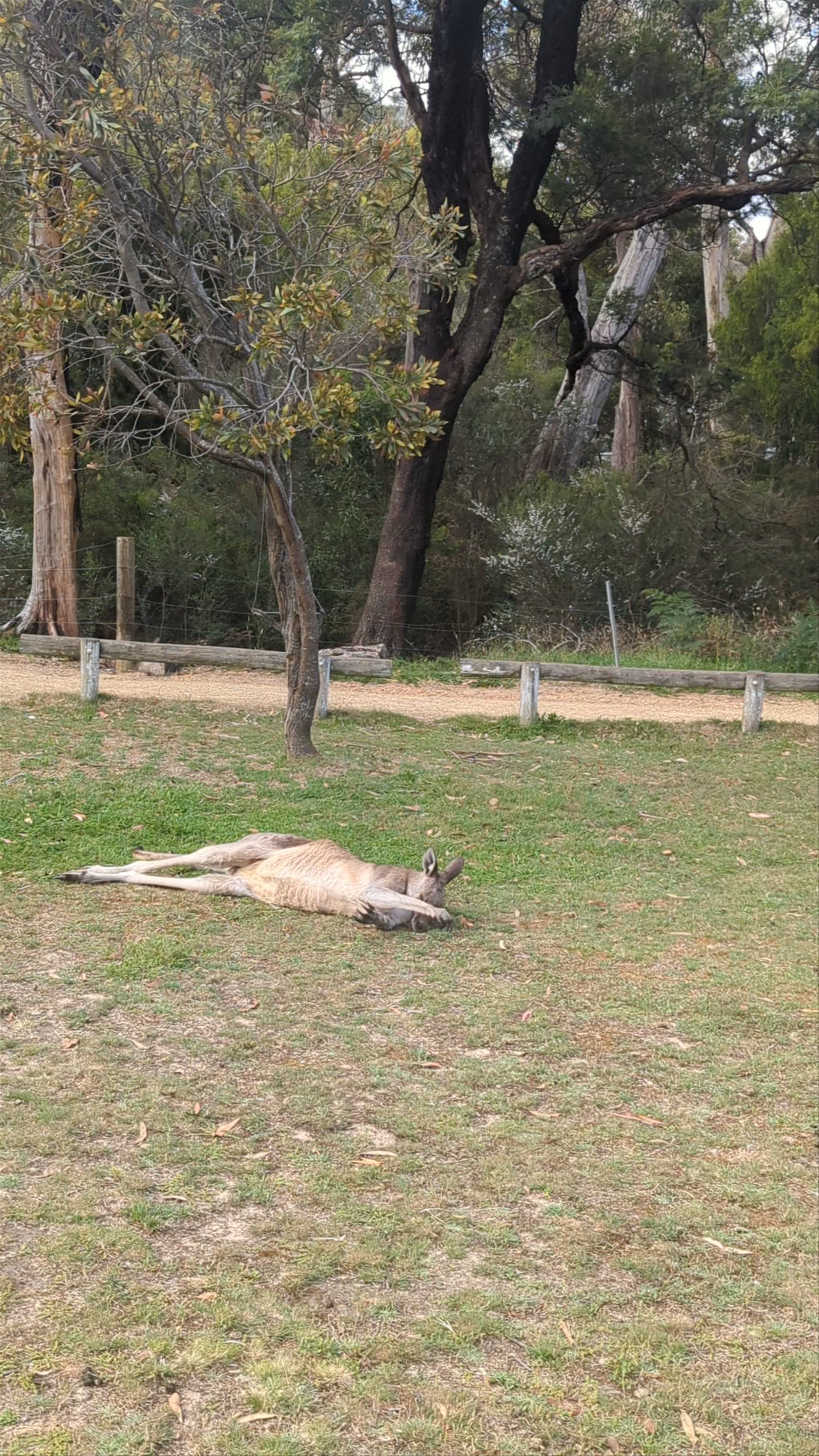 Breeze Holiday Parks - Halls Gap