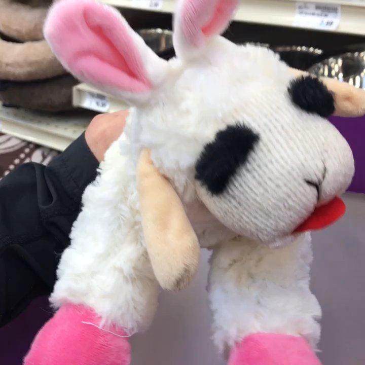 Fred Meyer - Squeaky Lambie bunny - Grocery Near Me - Bothell, Washington